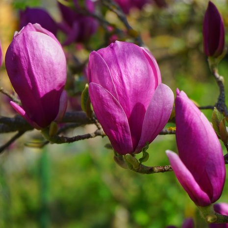 Purple Magnolia (Magnolia liliiflora)