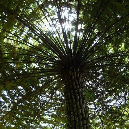 Rough Tree Fern (Cyathea australis)