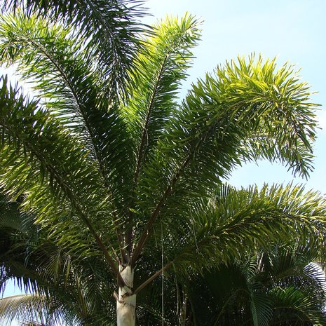 Foxtail Palm (Wodyetia bifurcata)