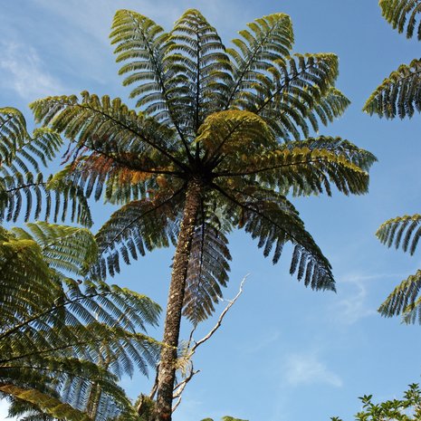 Black Tree Fern (Cyathea medullaris)