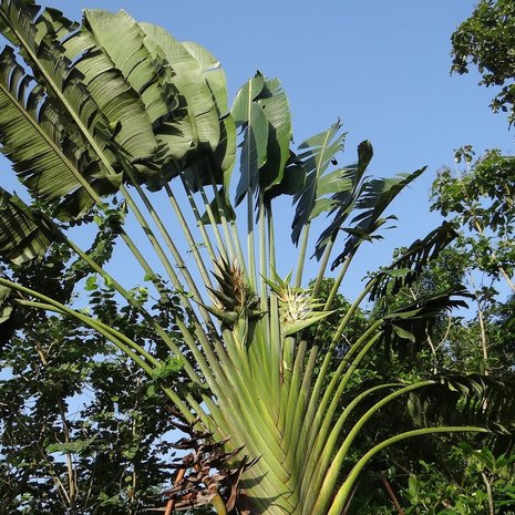 Ravenala madagascariensis - description