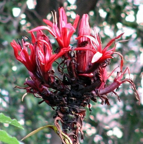 Gymea Lily (Doryanthes excelsa)