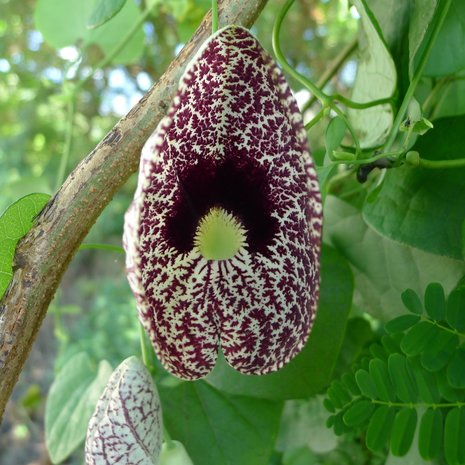 Calico Flower (Aristolochia elegans)
