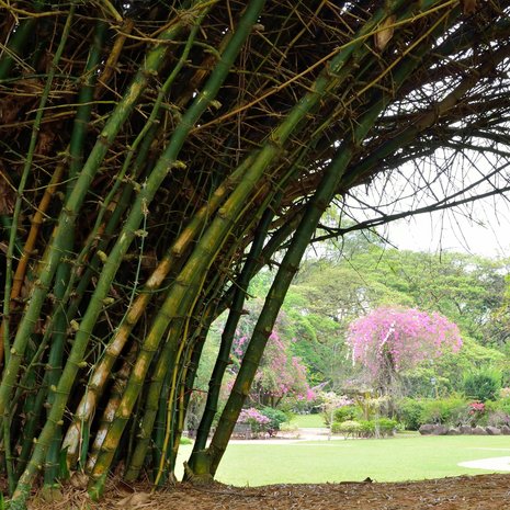 Indian Thorny Bamboo (Bambusa bambos)