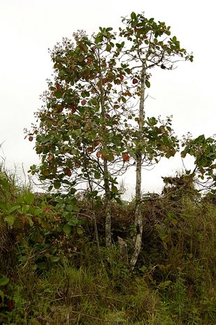 Red cinchona (Cinchona pubescens)