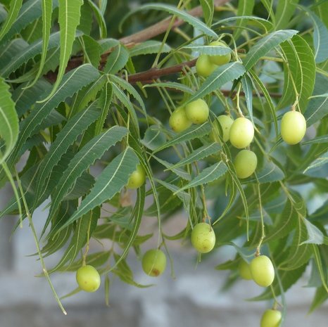 Neem tree (Azadirachta indica)