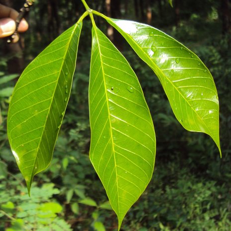 Rubber Tree (Hevea brasiliensis)