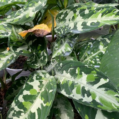 Camouflage Plant (Aglaonema pictum)