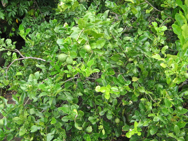 Kaffir Lime (Citrus hystrix)