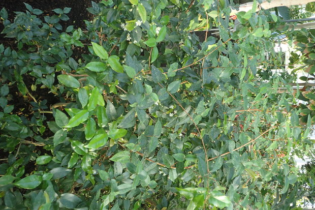 Suriname Cherry (Eugenia uniflora)