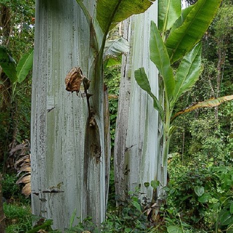 Giant Highland Banana (Musa ingens)