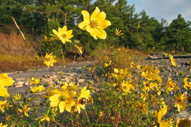 Porter's Sunflower (Helianthus porteri)