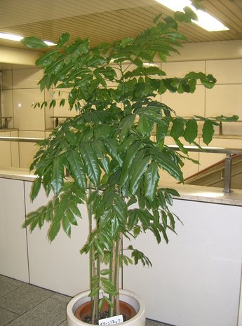 Australian Chestnut (Castanospermum australe)