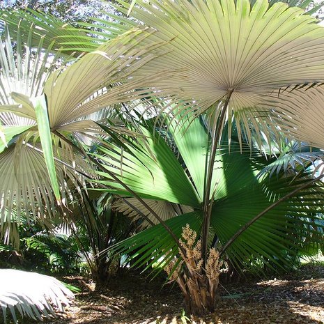 White Elephant Palm (Kerriodoxa elegans)