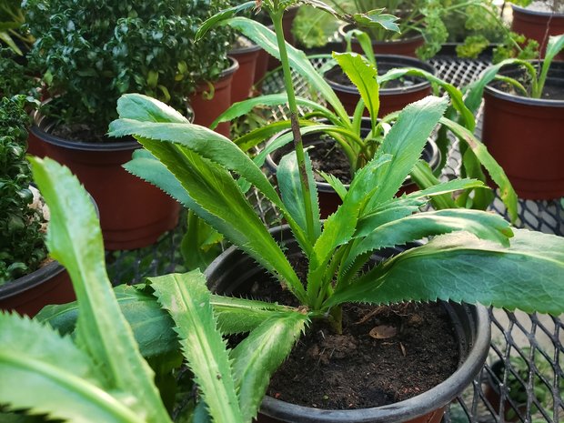 Mexican coriander (Eryngium foetidum)