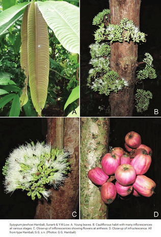 Syzygium (Syzygium jiewhoei)