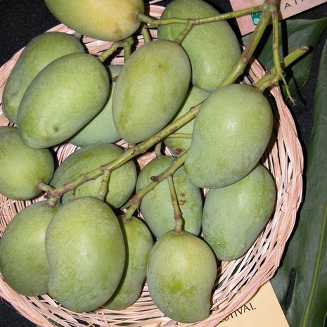 Sri Lankan mango (Mangifera zeylanica)