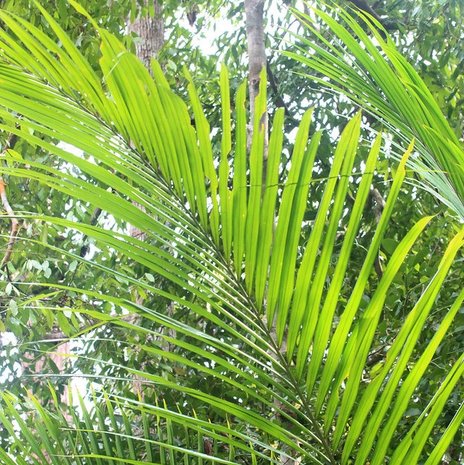 Bertam palm (Eugeissona tristis)