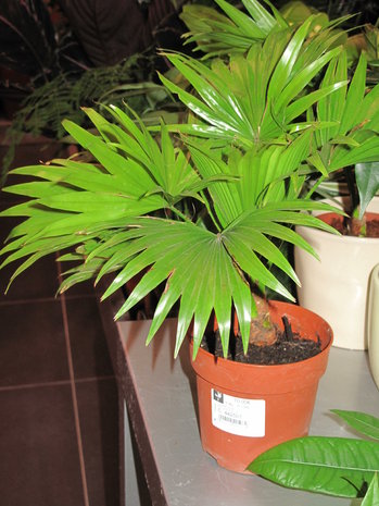 Footstool palm (Saribus rotundifolia)