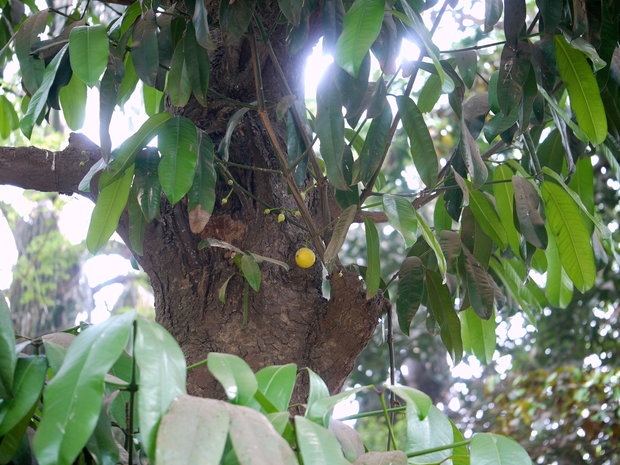 Mundu (Garcinia xanthochymus)