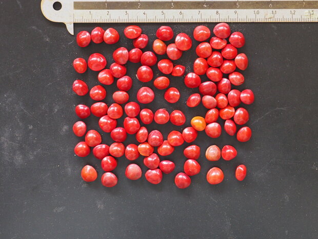 Red Lucky Seed (Adenanthera pavonina)