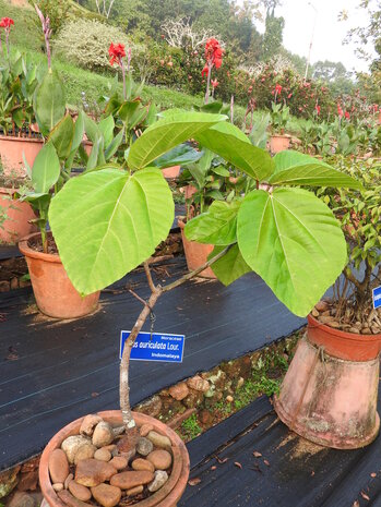 Elephant Ear Fig (Ficus auriculata)