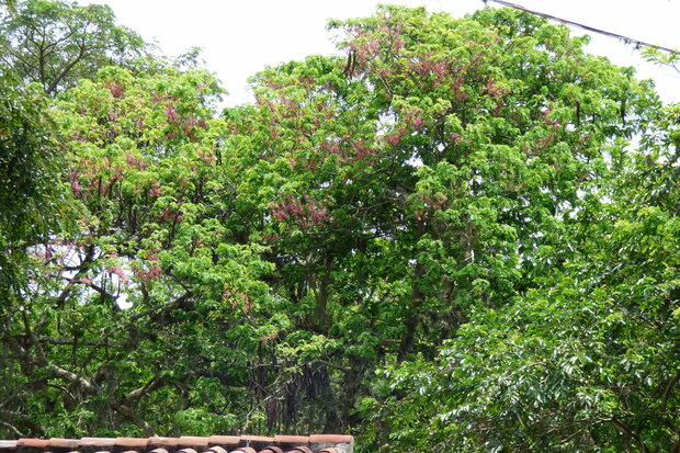 Pink Shower Tree (Cassia grandis)