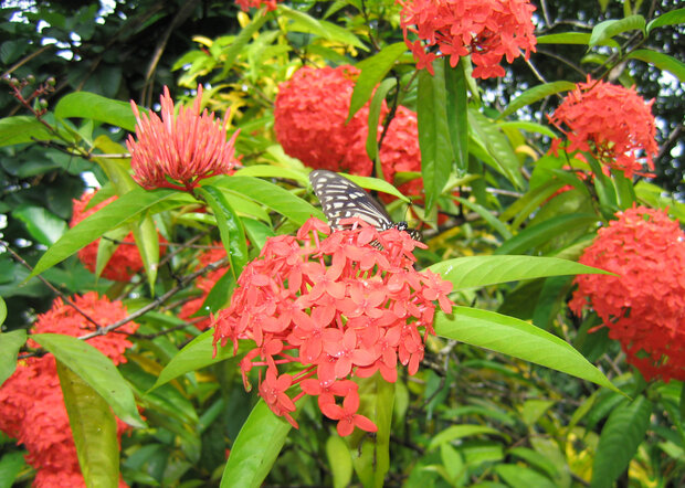 Jungle geranium (Ixora coccinea)