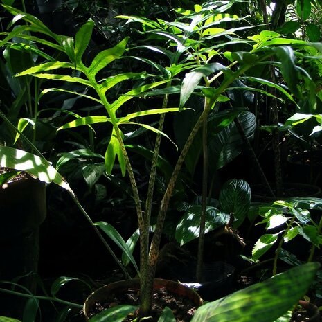 Alocasia (Alocasia brancifolia)