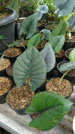 Alocasia (Alocasia reginae)