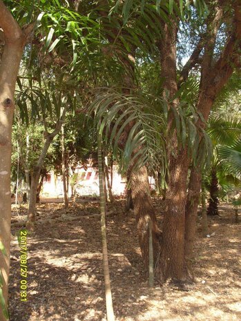 Sand Palm (Dypsis arenarum)