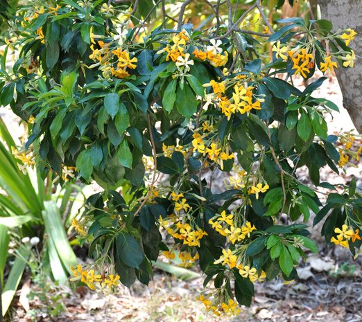 Australian frangipani (Hymenosporum flavum)