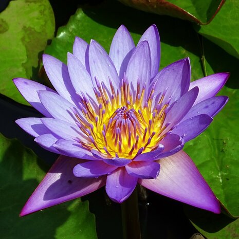 Blue lotus (Nymphaea nouchali)
