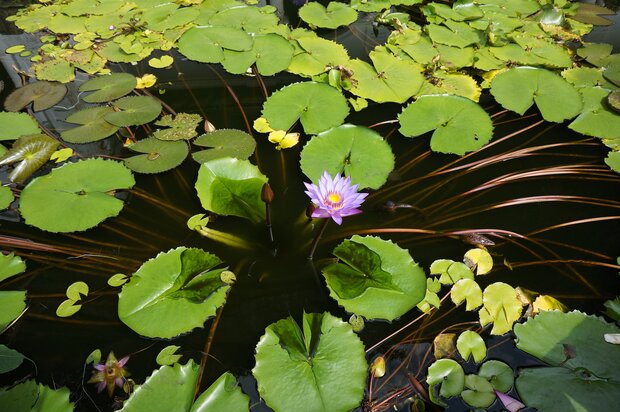 Blue lotus (Nymphaea nouchali)
