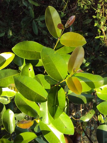 South Indian Plum (Syzygium caryophyllatum)