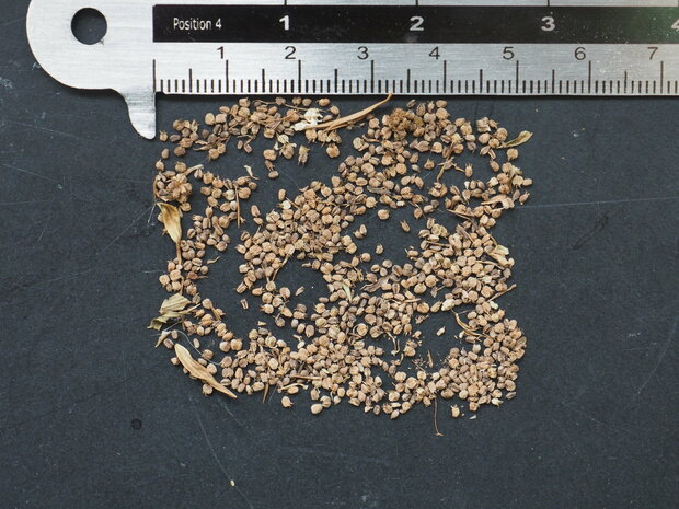 Mexican coriander (Eryngium foetidum)