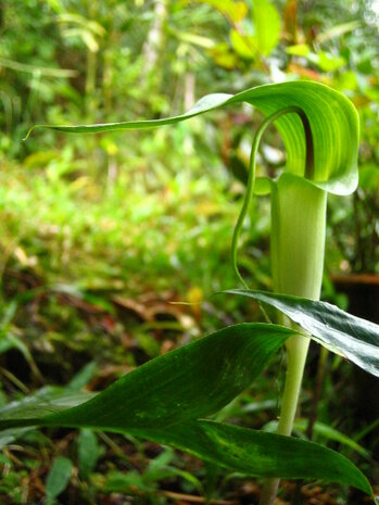 Tropical Cobra lily (Arisaema filiforme)