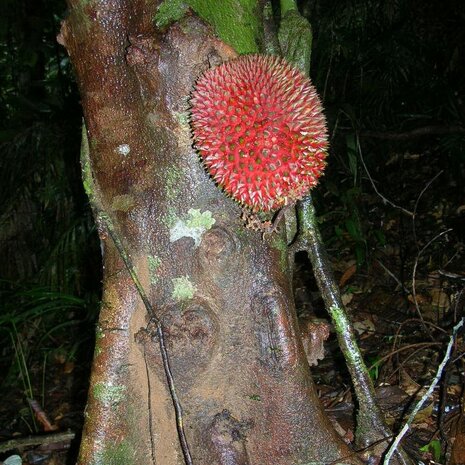 Red Durian (Durio dulcis)