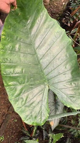 Borneo Giant (Alocasia robusta)