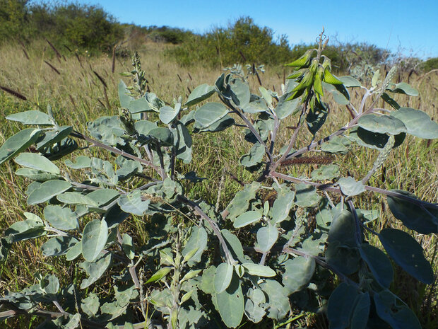 Green bird flower (Crotalaria cunninghamii)