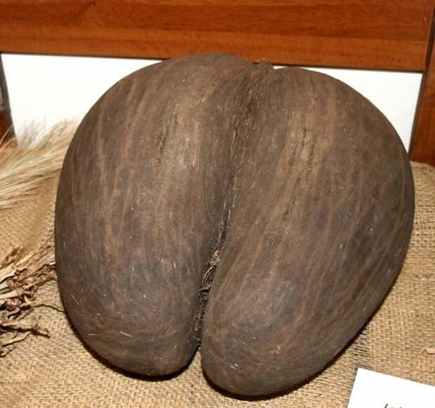 Coco de Mer (Lodoicea maldivica)
