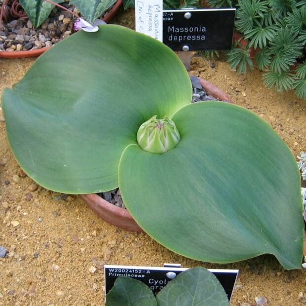 Hedgehog Lily (Massonia depressa)