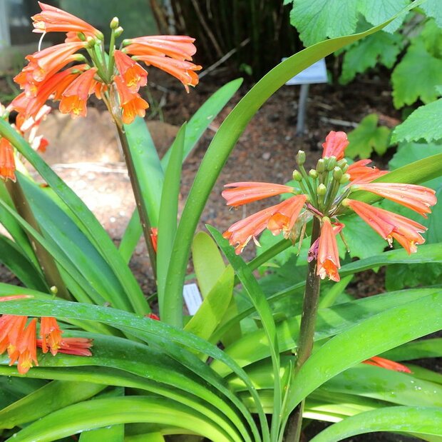 Swamp Clivia (Clivia robusta)