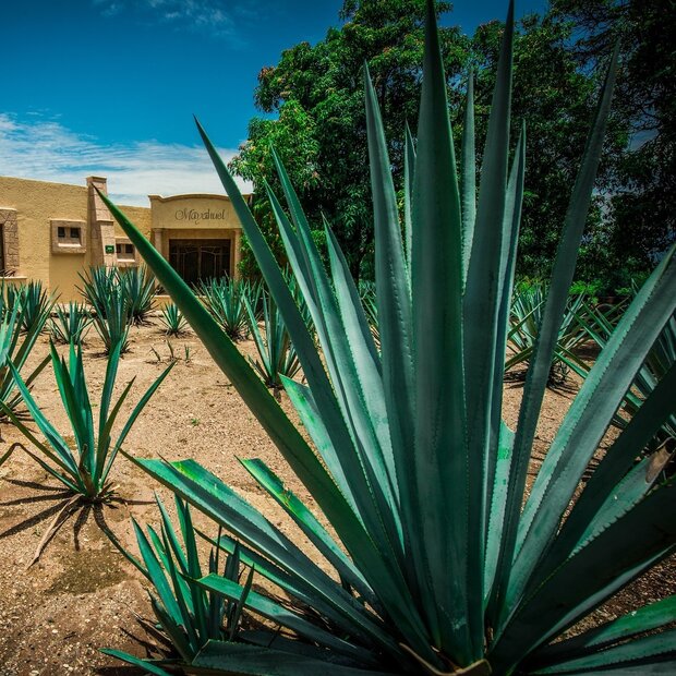 Tequila Agave (Agave tequilana)