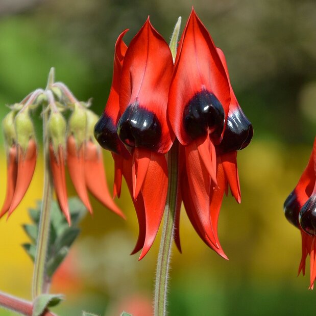 Sturt's Desert Pea (Swainsona formosa)