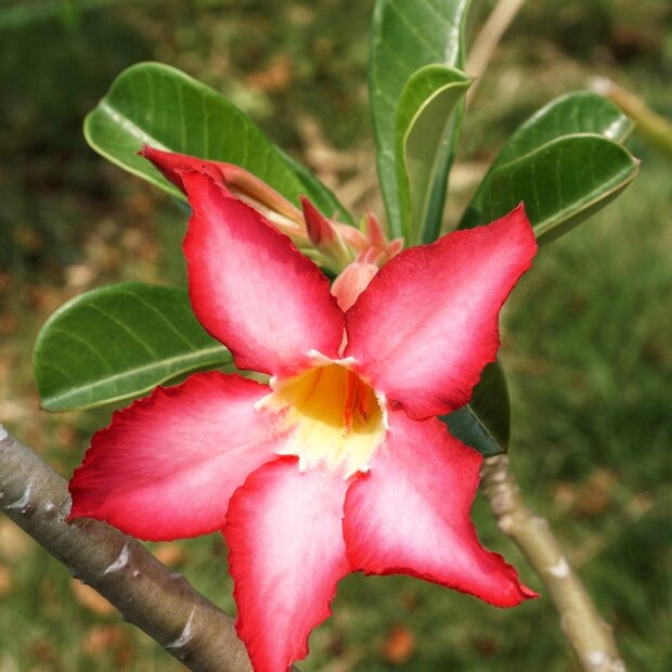 Desert Rose (Adenium obesum)
