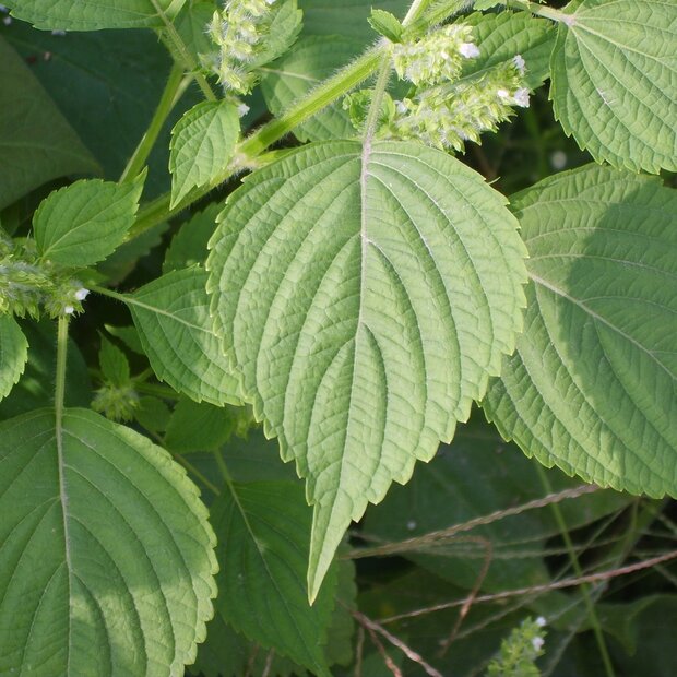 Korean Perilla (Perilla frutescens)