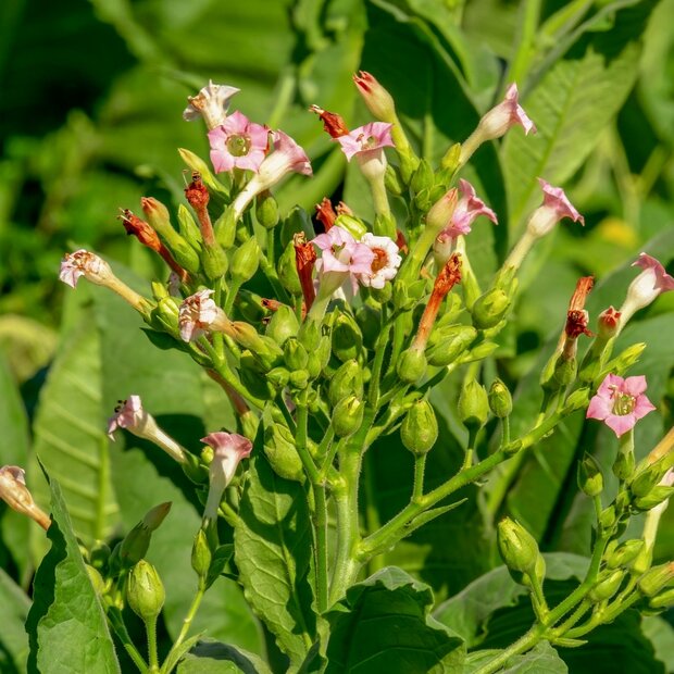 Tobacco (Nicotiana tabacum)