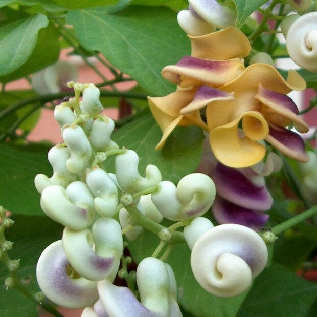 Corkscrew Vine (Cochliasanthus caracalla)