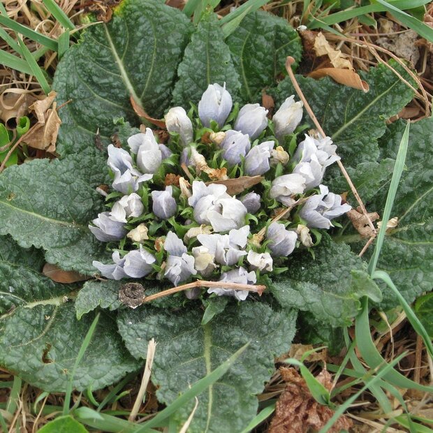 Mandrake (Mandragora officinarum)